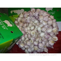 Fresh High Quality Normal White Garlic 2019